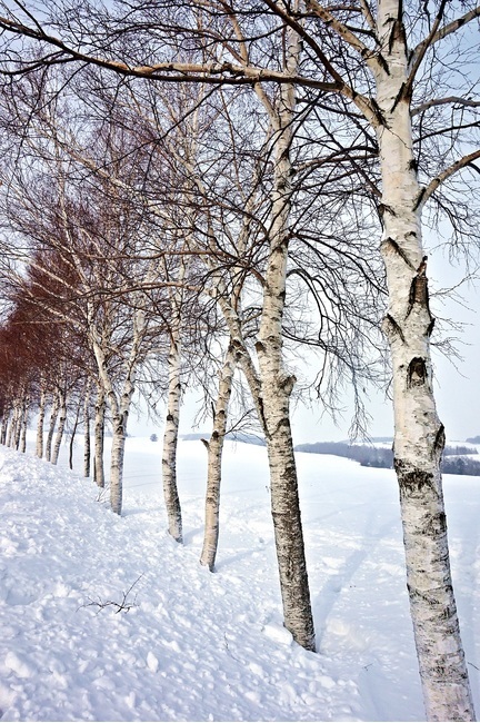 폭설,눈,겨울,나무,전나무,plant,tree,식물,snow,겨울,계절,winter,season,자연,풍경,nature,landscape