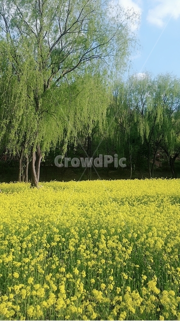 두류공원,유채꽃,봄,풍경,자연,자연,풍경,nature,landscape,field,들,outdoors,옥외,grassland,목초지