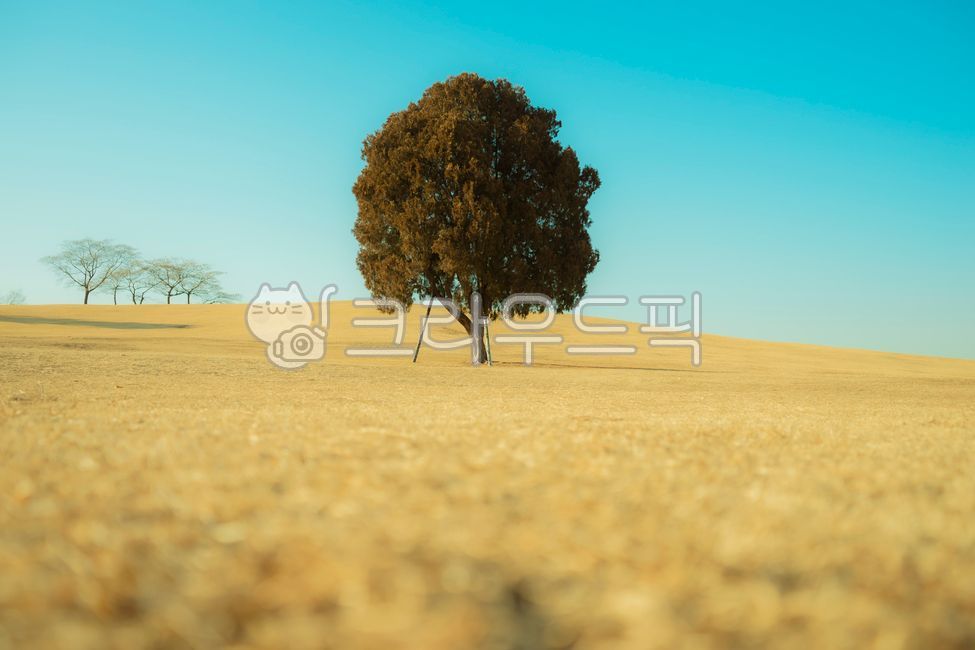 올림픽공원,공원,나홀로나무,park,sky,잔디밭,감성,감성사진,feeling,자연,외로움,노란,하늘,하늘색,plant,식물,나무,tree