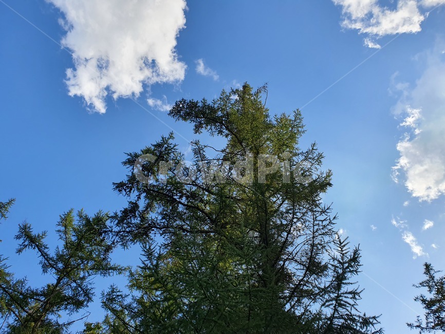 tree,나무,plant,식물,fir,전나무,abies,소나무,자연,풍경,nature,landscape