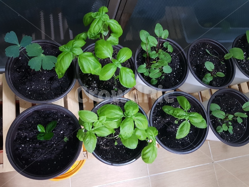 베란다정원,바질수확,바질,녹색,허브,herb,식물,자연,plants,nature