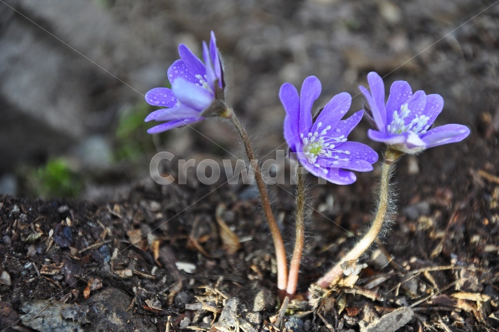 plant,식물,flower,blossom,꽃,청노루귀,솜털,봄,봄꽃,계절,식물,자연,plants,nature,꽃,flower