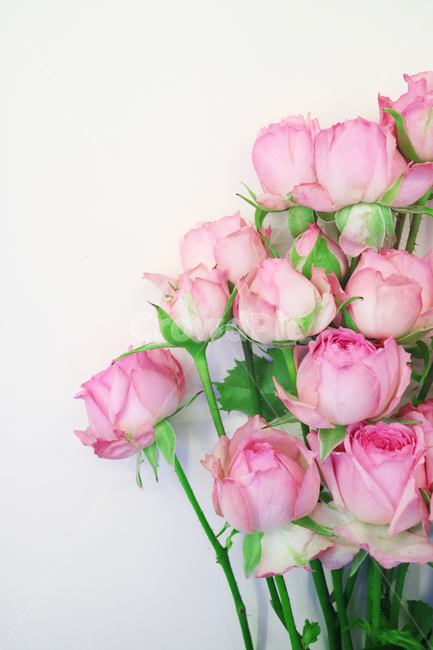 장미,장미꽃,분홍장미,로즈,분홍꽃,꽃,꽃다발,오브젝트,누끼,백그라운드,핑크,핑크로즈,자나장미,꽃,flower,기념일,축하,anniversary,congratulation,celebrate,celebration