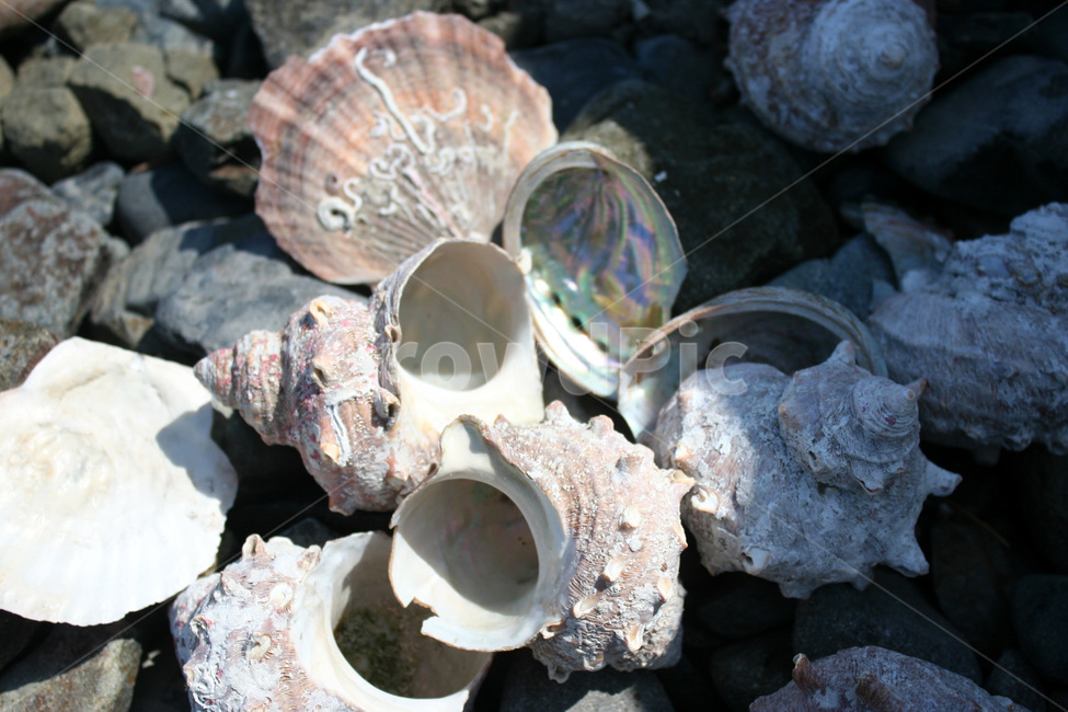 소라,자연,생물,바다,고동,생태환경,자연보호,수산물,해산물,fishery products,seafood