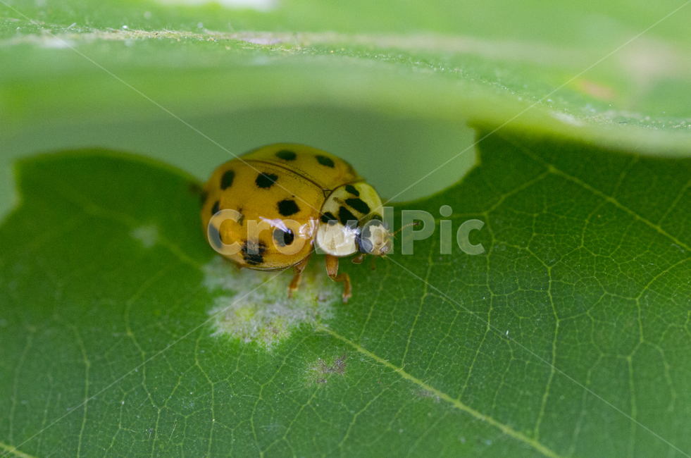 무당벌레,벌레,곤충,나뭇잎,ladybug,가을곤충,여름곤충,여름,가을