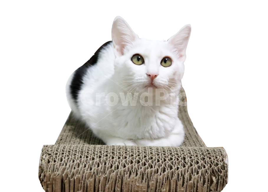 고양이,귀여움,귀요미,애완동물,반려동물,캣,cat