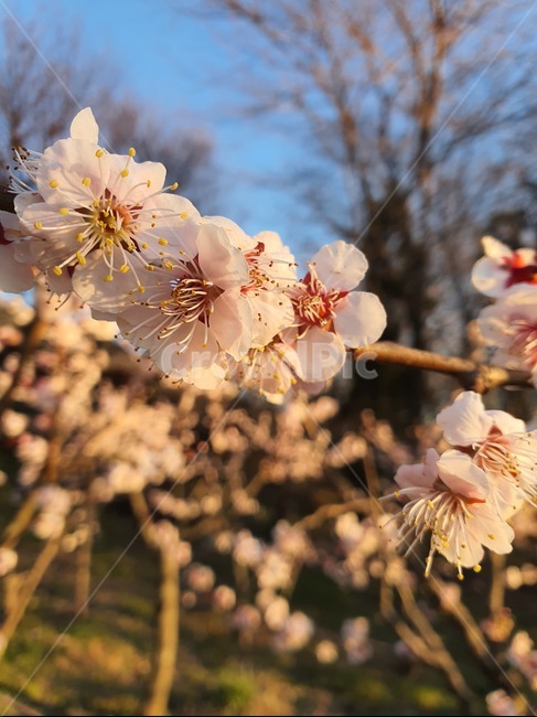 꽃,벚꽃,매화,식물,flower,blossom