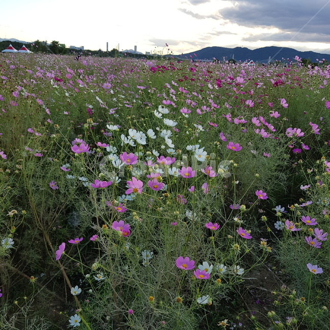 코스모스,하중도,대구,가을,꽃밭,가을,계절,fall,autumn,season,자연,풍경,nature,landscape,식물,plants,꽃,flower,plant,grassland,목초지,field,들,outdoors,옥외,rural,농촌,farm,농장,meadow