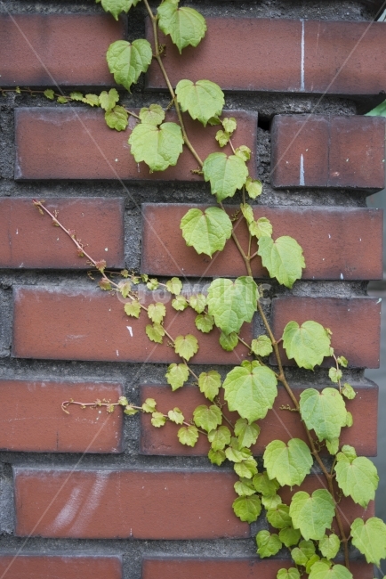 wall,담쟁이,식물,plant,street,거리,담벼락,감성,여름,summer,landscape,풍경,식물,자연,plants,nature