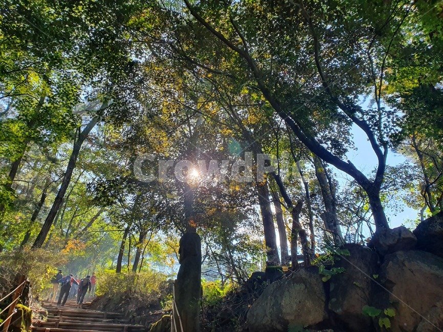 소나무,숲길,숲,산,등산,초목,바닥,ground,흙길,등산로,산책,피톤치드,가을,여름,초록,역광,light,빛,tree,나무,plant,식물,자연,풍경,nature,landscape,flare,플레어