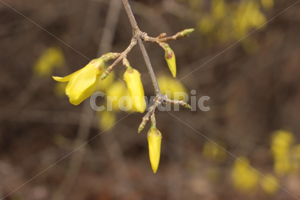 개나리,개화,인천대공원,꽃봉오리,꽃,잎사귀,봄,자연,풍경,nature,landscape,식물,plants,꽃,flower,나무,trees,wood,plant,blossom