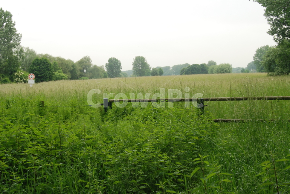 grassland,목초지,옥외,nature,자연,field,들,풀,잡초,전원,시골,자연,풍경,nature,landscape,outdoors