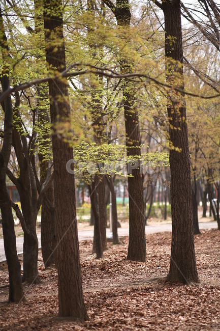 plant,식물,봄,공원,자연,새싹,나무,식물,자연,plants,nature,나무,trees,wood