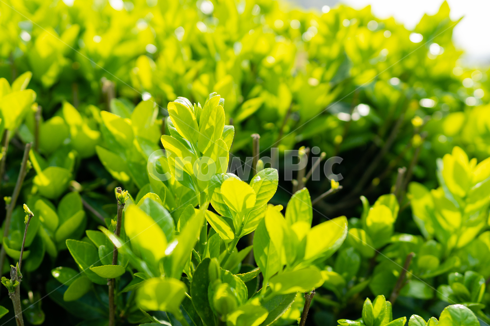봄소식,동백잎,어린잎,햇살,leaves