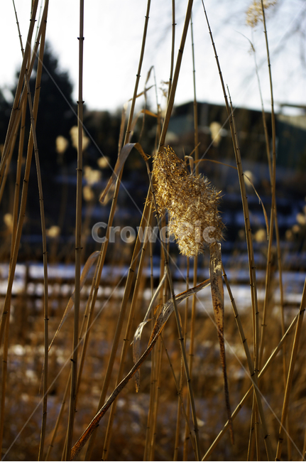 갈대,식물,plant,자연,nature,식물,자연,plants,nature