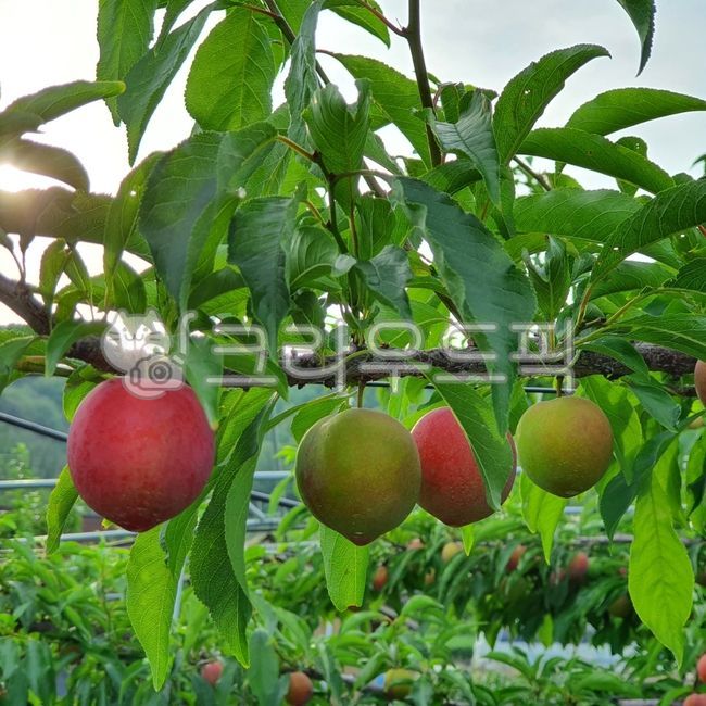 자두, 식물, plant, fruit, 과일, 사진,이미지,일러스트,캘리그라피 - 좋은세상작가