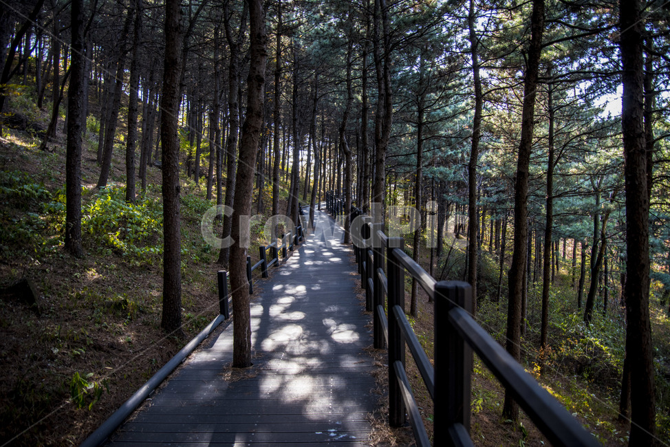 가을,나무,낙엽,숲,쓸쓸,고독,울창,자연,풍경,nature,landscape,식물,plants,나무,trees,wood,boardwalk,산책로,bridge,다리,building,건물