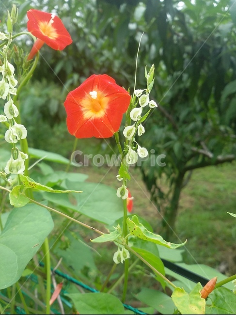 꽃,들꽃,식물,자연,flower,natuer,plant,식물,자연,plants,nature,꽃,flower