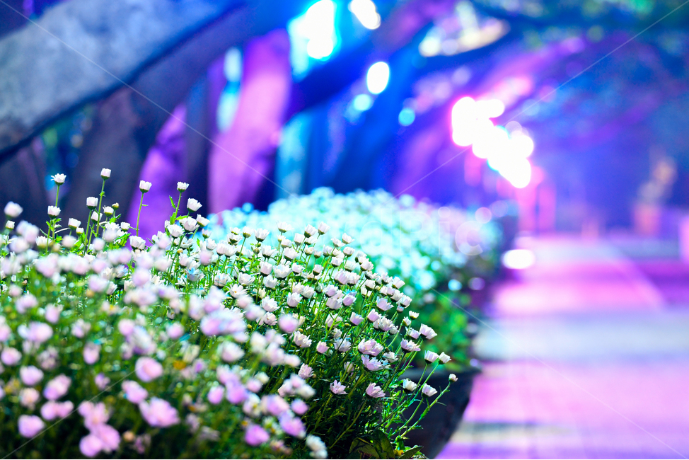 진해,경화역,철길,꽃사진,공원,산책로,야경,야경,밤,풍경,nightscape,night,landscape,식물,자연,plants,nature,꽃,flower