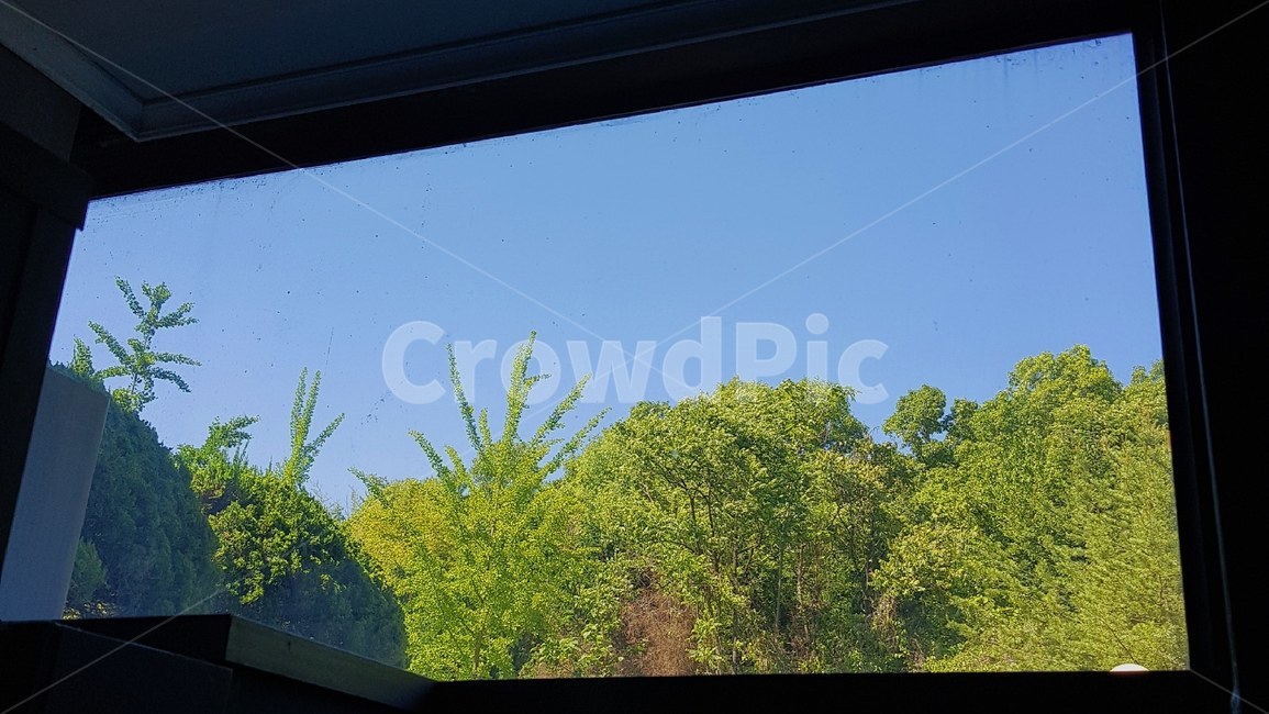 창틀,창문,나무,하늘,풍경
