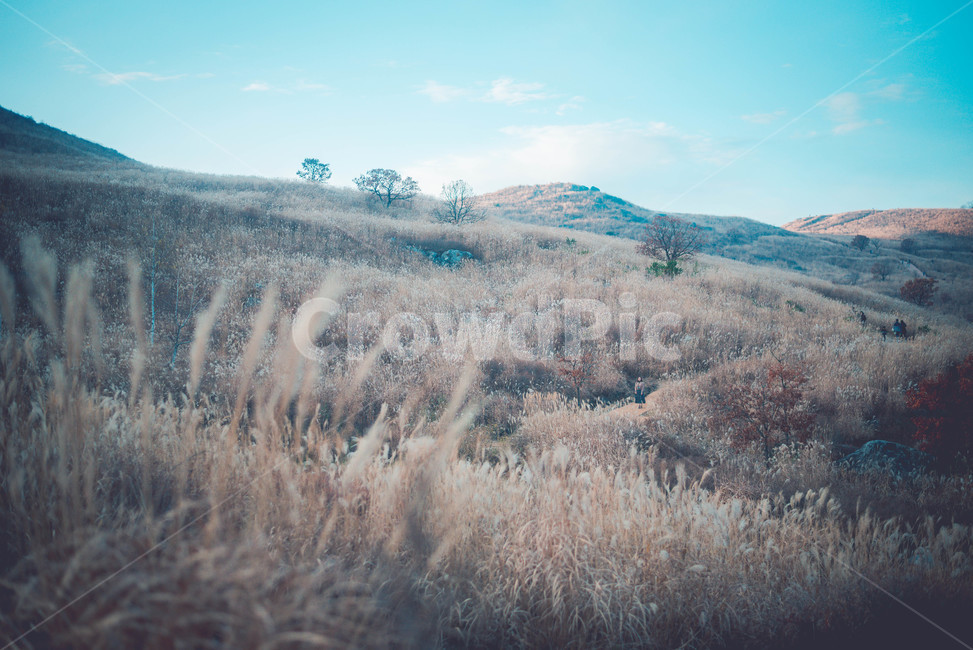 outdoors,옥외,nature,자연,plant,식물,grass,잔디,자연,풍경,nature,landscape