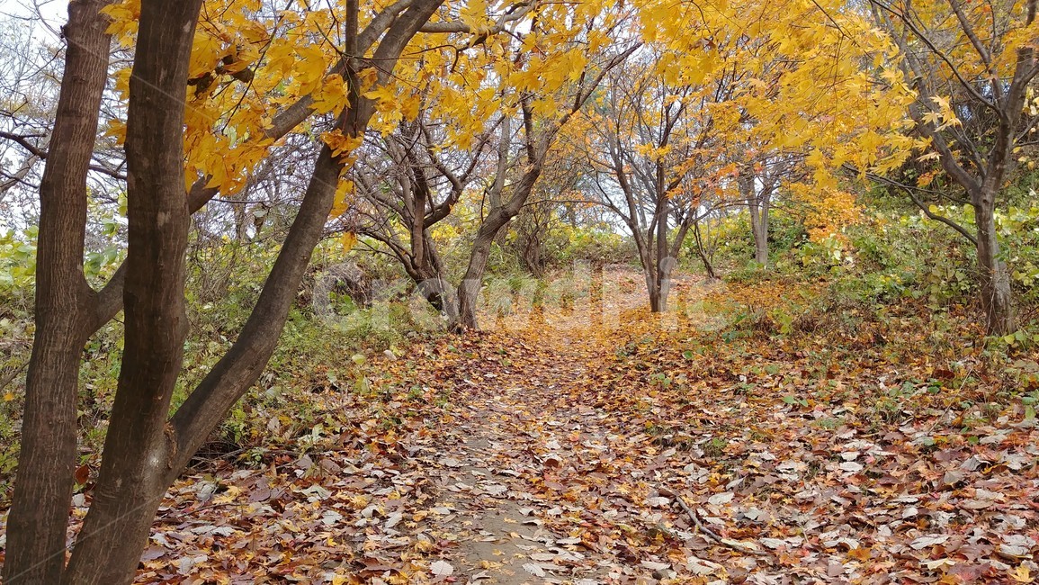 오솔길,가을오솔길,산책로,호젓함,고요함,가을정취,가을,가을풍경,가을,계절,fall,autumn,season,자연,풍경,nature,landscape,tree,나무,plant,식물,ground,바닥,tree trunk,나무 줄기,leaf,잎