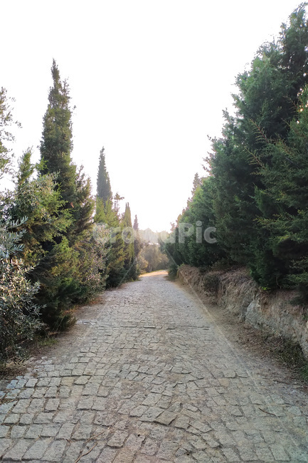 자연,nature,road,도로,길,tree,나무,plant,식물