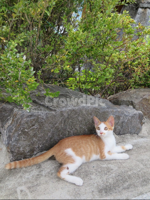 고양이,cat,길냥이,치즈냥이,초롱초롱