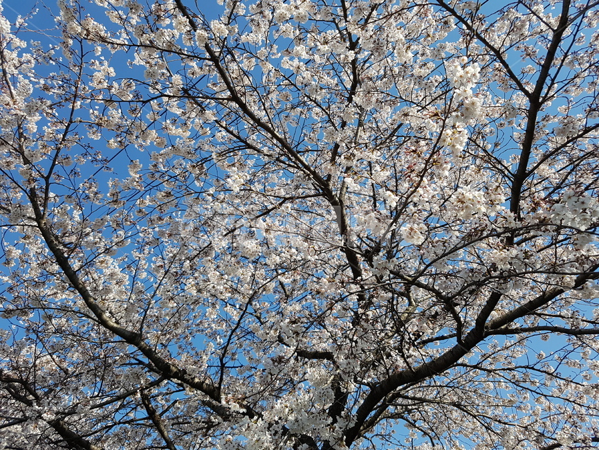 들,자연,nature,field,grassland,flower,plant,꽃,식물,blossom,벚꽃,grass,풀봄,핑크,풍경,경치,감성사진,스냅사진,spring,pink,landscape,사진작가,포토그래퍼,계절,season,plants,감성,sensible,feeling,색깔,색상,색채,색감,color,sense,sensitivity,feelingofcolor,leaf,잎,식물,자연,plants,nature,꽃,flower