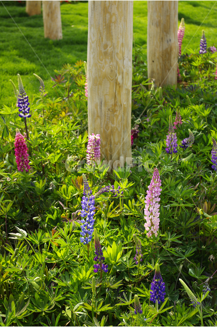 루피너스,식물,flower,plants,nature,꽃,꽃봉오리,꽃밭,color,식물,자연,plants,nature,꽃,flower