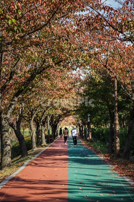 human,인간,person,사람,tree,가을,나무,plant,식물,outdoors,옥외,treetrunk,나무줄기,garden,정원,가을,계절,fall,autumn,season,식물,자연,plants,nature,나무,trees,wood