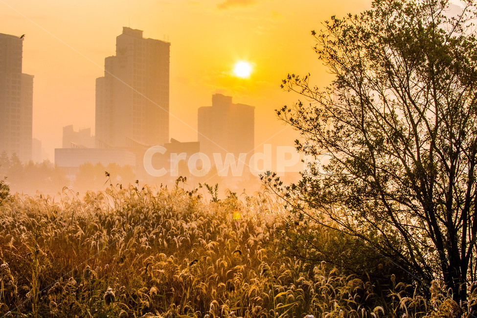 가을,역광,나무,아파트,풍경,억새,가을,계절,fall,autumn,season,도시,풍경,city,landscape,한국도시풍경,한국도시경관,korea cityscape,light,빛,flare,플레어,nature,자연,sunlight,햇빛,outdoors,옥외