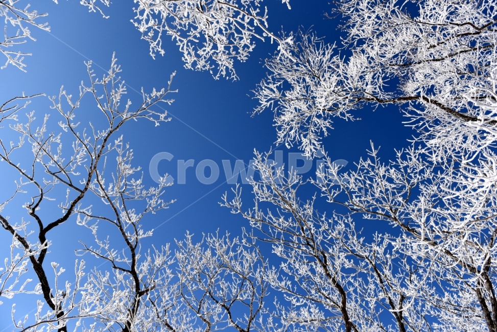 상고대,겨울산,겨울풍경,소백산,설경,겨울,계절,winter,season,식물,자연,plants,nature,나무,trees,wood