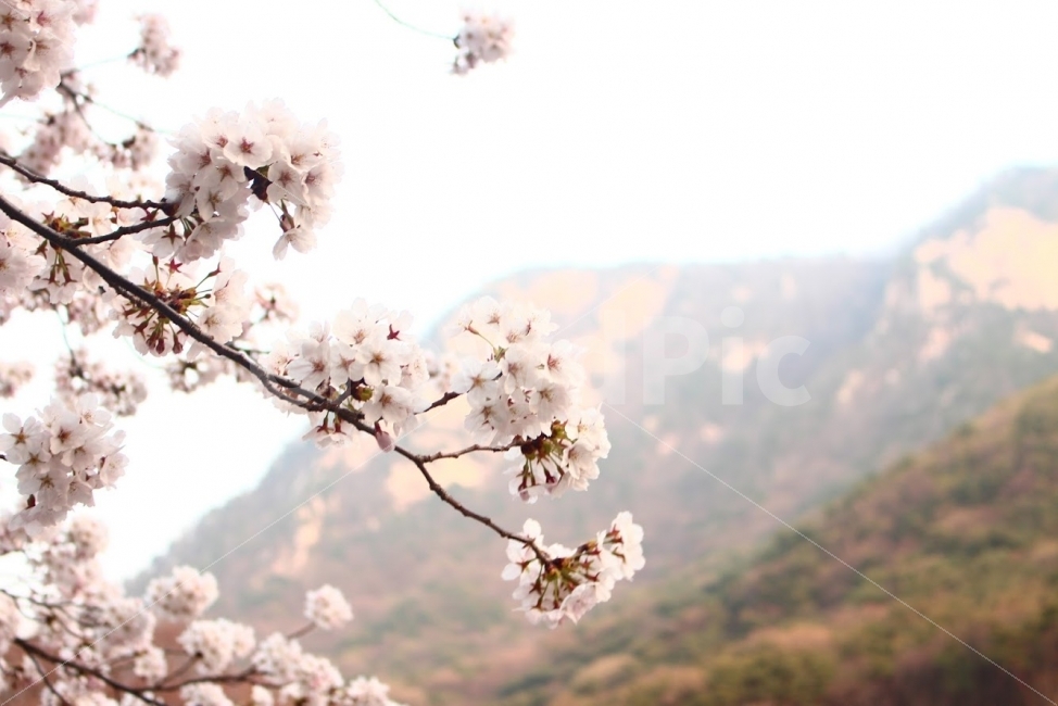 꽃,벚꽃,분홍,동학사,나무,흰꽃,봄,계절,spring,season,식물,자연,plants,nature,꽃,flower,plant