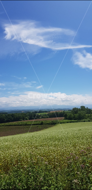 탁트인,맑은,높은하늘,천공,꽃밭,자연,풍경,nature,landscape,outdoors,옥외,field,들