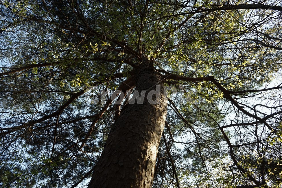 식물,나무,자연,plant,treetrunk