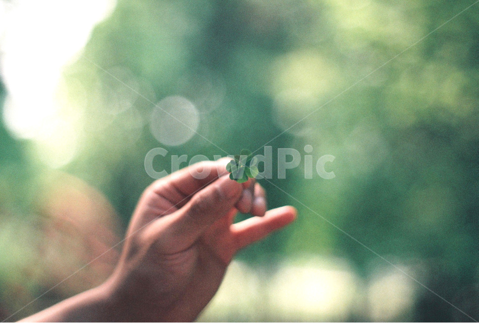 네잎클로버,클로버,clover,토끼풀,손가락,finger,plant,식물,film,필름사진,휴식,힐링,rest,relaxation,healing