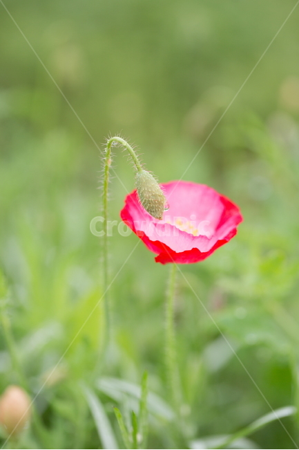 꽃,양귀비,봄,빗방울,붉은꽃,식물,자연,plants,nature,꽃,flower