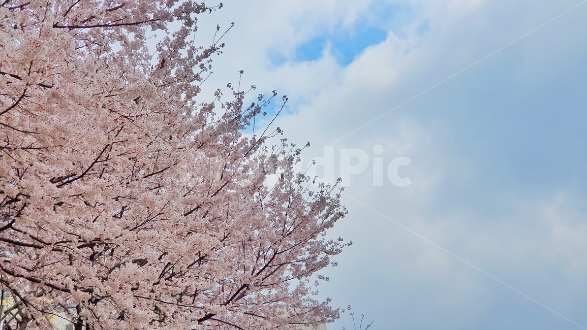 벚꽃,봄,꽃,cherryblossom,flower,플라워,벚꽃놀이,벚꽃축제,사쿠라,4월,분홍