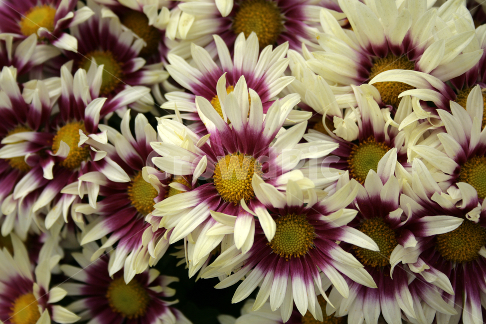 국화,꽃,가을,flower,식물,식물,자연,plants,nature,꽃,flower