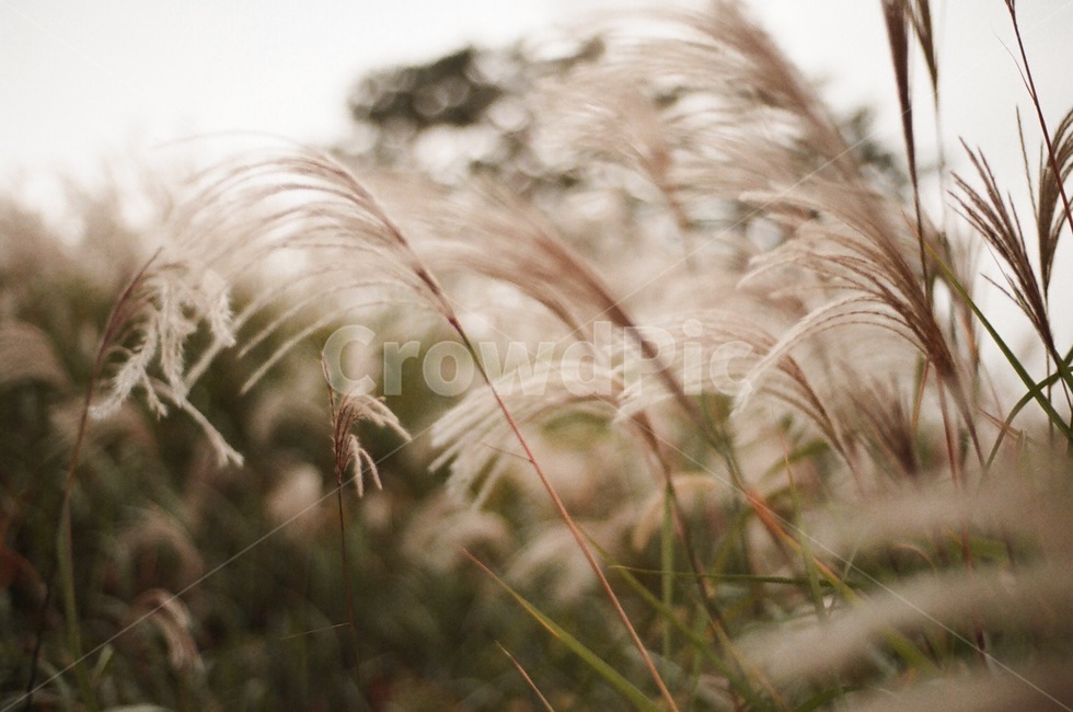 plant,식물,갈대,억새,가을식물,가을,식물,자연,plants,nature,감성,sensible,feeling