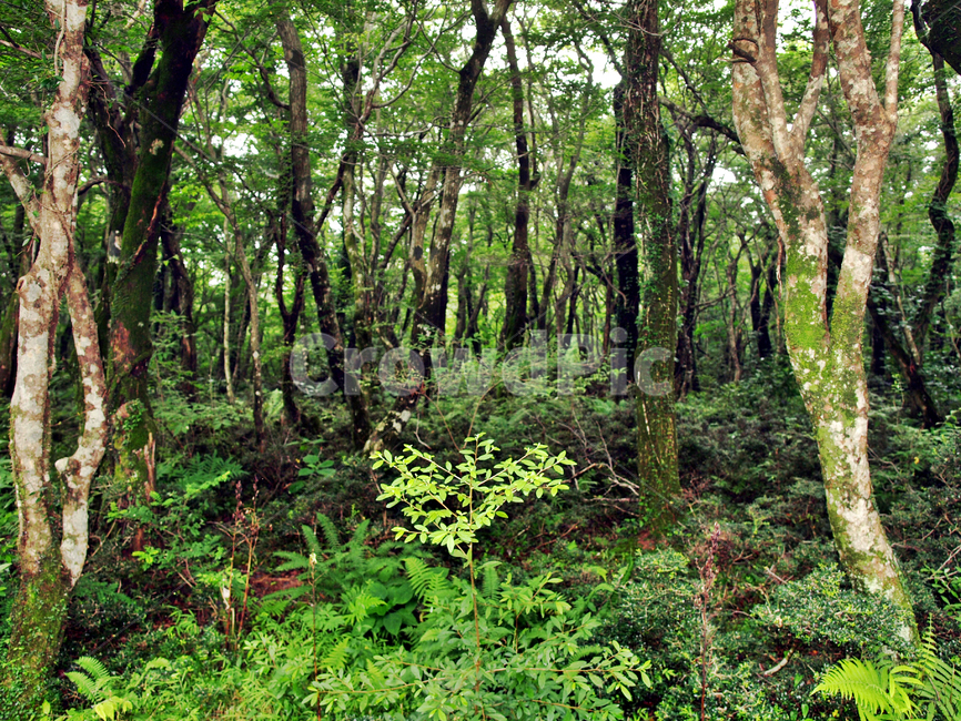 숲,숲길,사려니숲길,제주,자연림,휴양림,힐링,명소,비경,나무,풍경,자연,vegetation,초목,plant,식물,tree,nature,outdoors,옥외,forest,land,땅,woodland,삼림지,grove,작은 숲