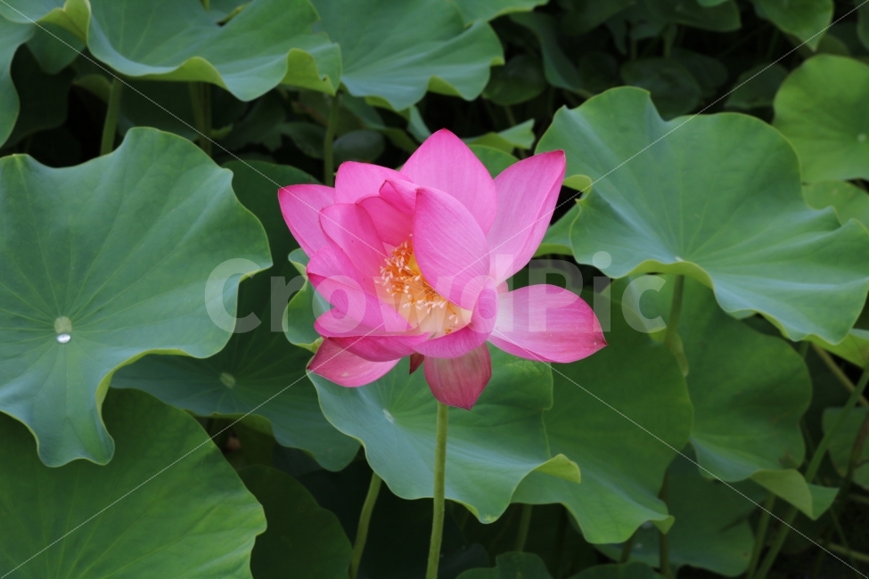 꽃,자연,잎,연꽃,풍경,식물,자연,plants,nature,꽃,flower