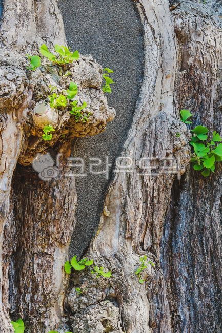 ginkgo leaves,Ginkgo,summer ginkgo tree,wood texture