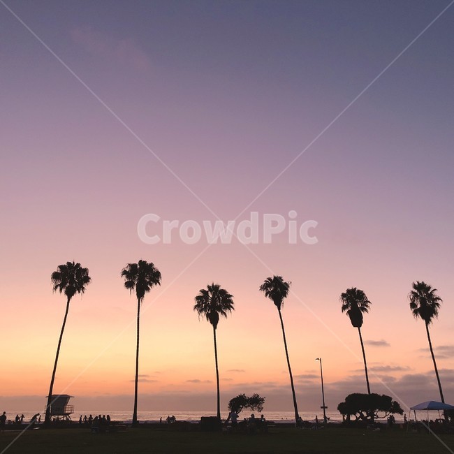 노을,sunset,야자수,캘리포니아,바다,하늘,실루엣,california,자연,풍경,nature,landscape,tree,나무,palm tree,plant,식물,outdoors,옥외
