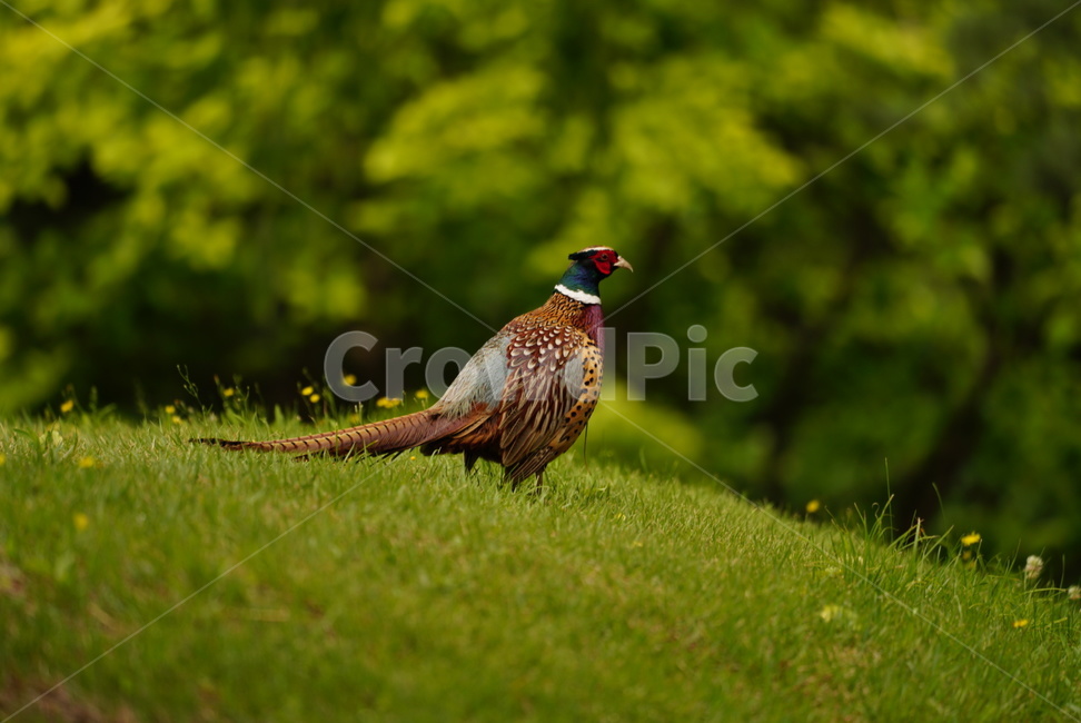꿩,동물,새,날짐승,장끼,bird,animal,조류,새,birds