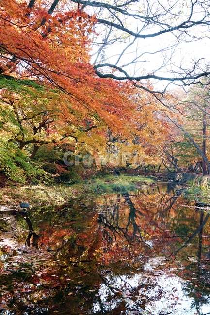 단풍,단풍놀이,가을,낙엽,가을산,힐링,가을,계절,fall,autumn,season,tree,나무,plant,식물,maple