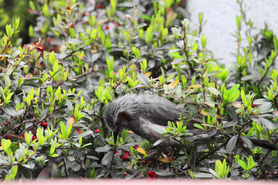 여행,동물,새,자연,나무위,bird