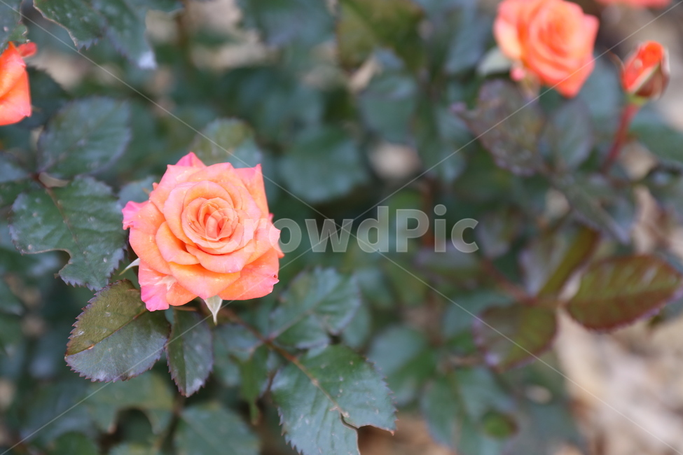 장미꽃,장미,rose,장미접사,장미공원,개화,봄,식물,자연,plants,nature,꽃,flower
