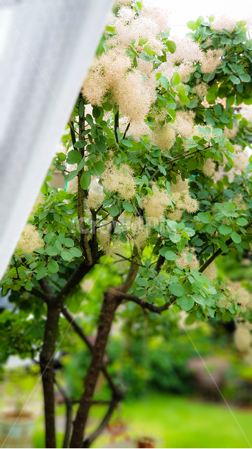 자연풍경,전원,화단,커텐,나무,안개나무,그린,감성,힐링,natural,landscape,tree,misttree,green,healing,cure,치유,white